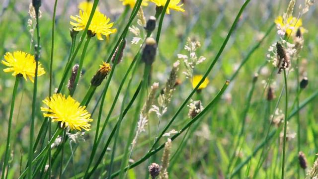 Road to Mount St. Helens | Rick's Rides Episode 11 | WingStuff смотреть онлайн