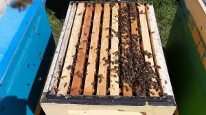 Правильное Расширения Гнезда Весной!!!