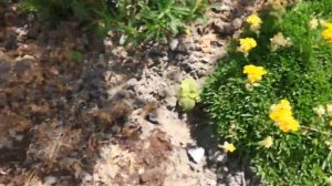 цветёт, цветёт возле дома калина, живёт, живёт в этом доме