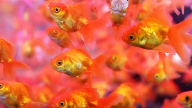 Goldfish Swimming | Best Fish Tank | Relaxing Piano Music For Relaxation And To Fall Asleep ?