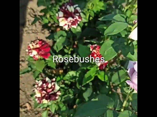 фокус-покус @rose_bushes161 смотреть онлайн