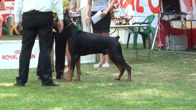 CACIB, Ростове-на-Дону 26.08.12, Доберманы смотреть онлайн