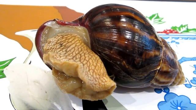 Улитка Ахатина Пробуждение | Релакс | Snail Ahatin Awakening | Relax смотреть онлайн