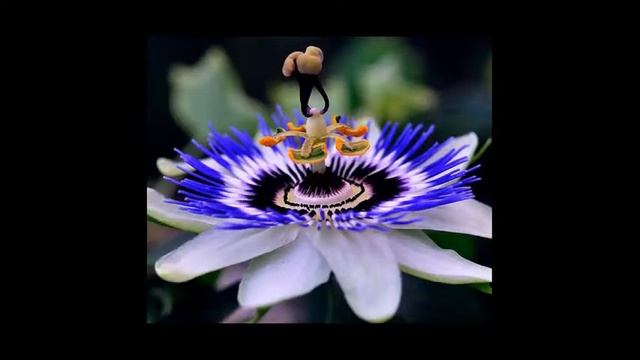 Стихи на татарском языке. Поздравления от автора для юбилеев. Татарча котлау шигырлэр смотреть онлайн