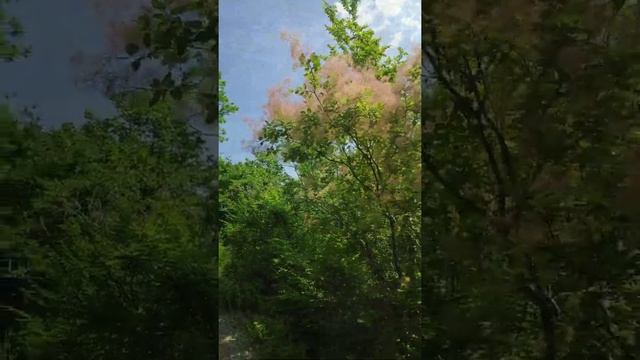 Скумпия кожевенная. #shorts. смотреть онлайн