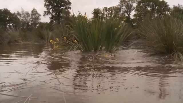 Нерест карпа. Завораживающее зрелище смотреть онлайн