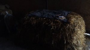 Изготовление компоста для шампиньонов. Часть - 1