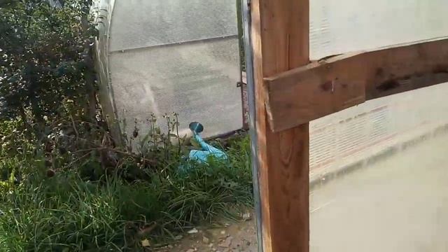 Подготовка тюльпанов к посадке. Уборка теплицы осенью. смотреть онлайн