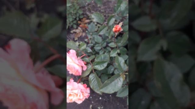 Августа Луиза роза Тантау1999 Этой розы много не бывает. смотреть онлайн