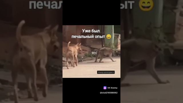 Печальный опыт