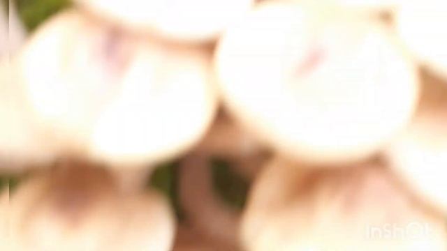 КАК РАСТУТ ОПЯТА !!! НАЙДИ ТО МЕСТО !!! смотреть онлайн