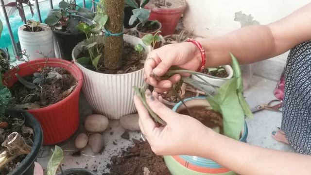 Arrowhead Plant Propagation | Syngonium Podophyllum Care | Evergreen Garden