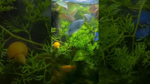 рыбки в зарослях растений смотреть онлайн