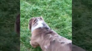 американский булли покет