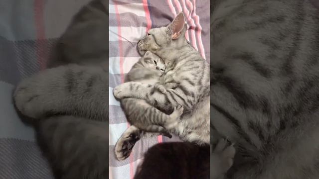 Непоседа смотреть онлайн