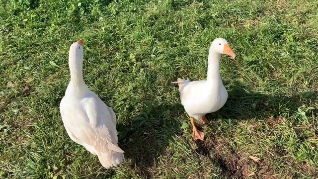 Выгодно ли держать гусей?! смотреть онлайн