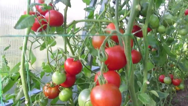 Томат РАМБИНИК смотреть онлайн