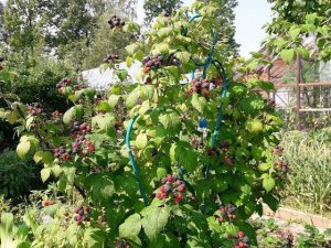 Черная малина Кумберленд в моем саду,стоило ли ее сажать