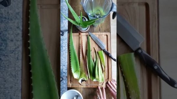 Growing and Using Aloe Vera in the Garden ~ Soil Drench and more!