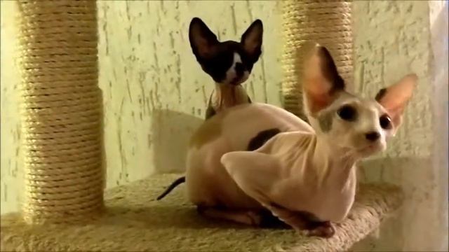 Котята канадского сфинкса на продажу смотреть онлайн