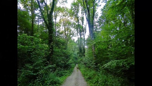 Neuhof Hildesheimer Wald Marienrode #MusikzumStreicheln
