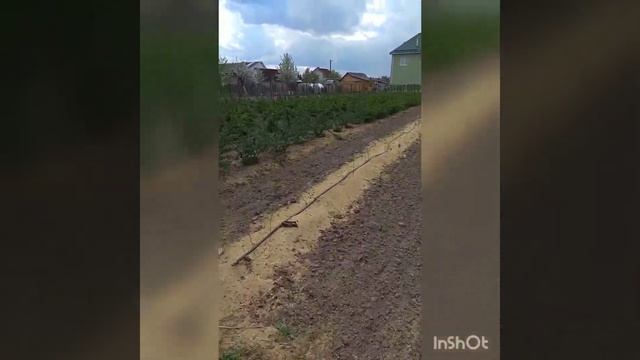 Крыжовник На Шпалере. Советуем Его Посмотреть. смотреть онлайн
