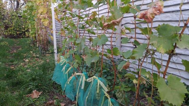 Последний сбор урожая винограда. Цитронный Магарача. Степень готовности винограда к осенней обрезке смотреть онлайн