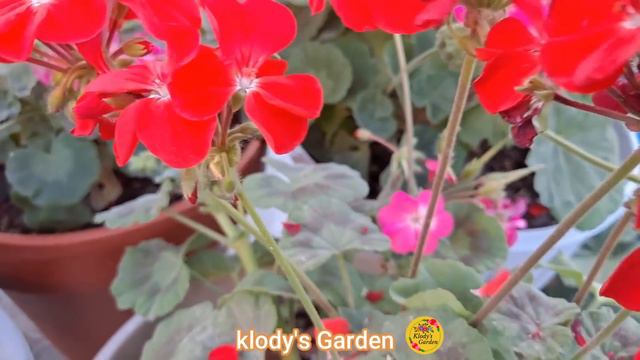 🌺 Debes HACER esto con tus GERANIOS para que esten SIEMPRE VERDES y LLENOS de FLORES | GERANIOS | смотреть онлайн