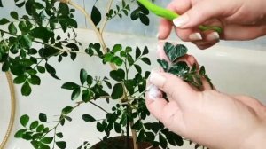 Щитовка. Ужасная болезнь. Как вылечить растение. Мурайя.