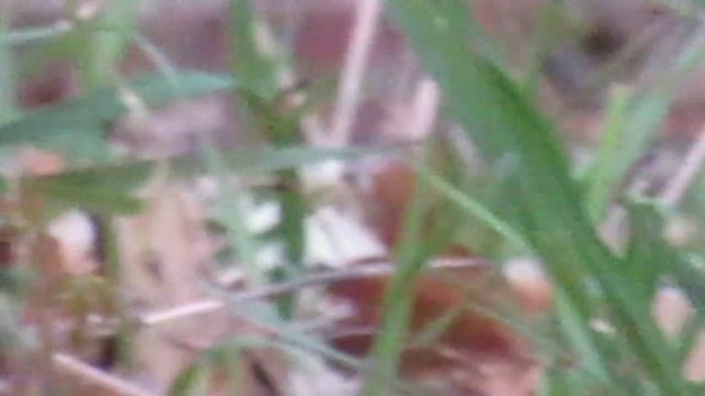 Canon SX30 IS Zoom test смотреть онлайн