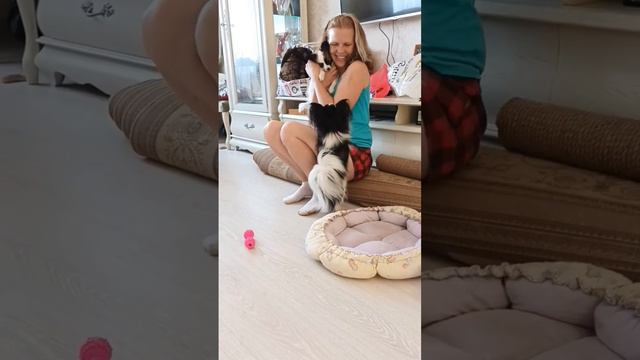 первый день знакомства девочек😉 #папийон смотреть онлайн