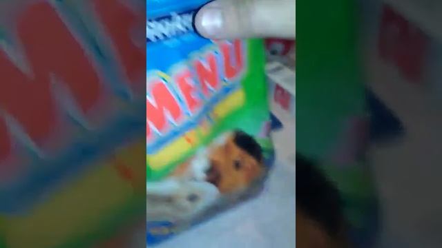 Как ухаживать за хомякам сирийский часть 2(1) смотреть онлайн