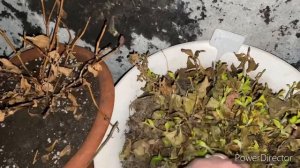 Крупнолистные гортензии просыпаются в ДЕКАБРЕ