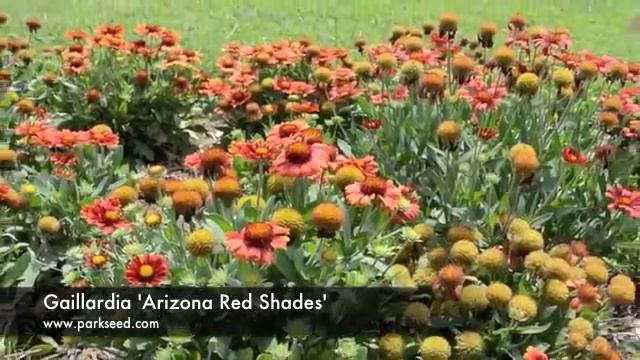 Gaillardia 'Arizona Red Shades' смотреть онлайн