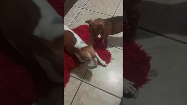 vilarejo pinscher 🐕 Jack Russell terrier 🐶 смотреть онлайн