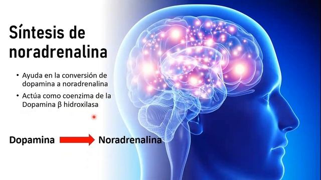 ? 5 Funciones de la Vitamina C que Debes Conocer смотреть онлайн