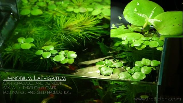 Floating Aquatic Plants (Limnobium Laevigatum - Amazon Frogbit)