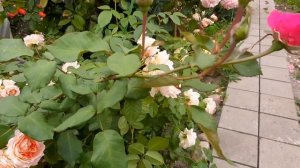 Роза Сезар (Cesar) или Цезарь ,повторное цветение в сентябре