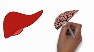 Лецитин. Краткая справка о супер-продукте. Лецитин для чего нужен?