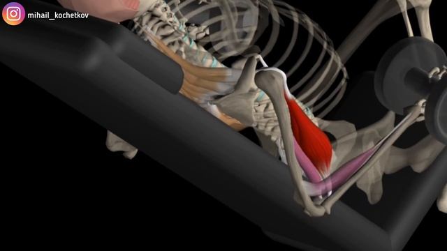 Всё про бицепс и ещё немного)