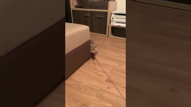 Кот лижет мышку. смотреть онлайн