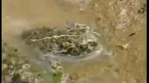 Животные Красной книги Республики. Беларусь