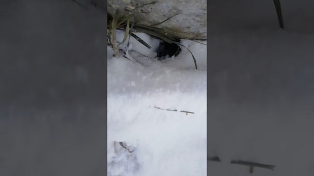 Крысиные гнёзда зимой смотреть онлайн