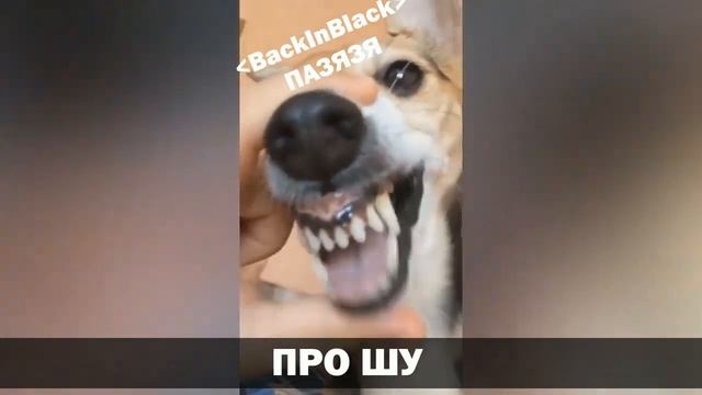 Фарм Осей Хаоса. Часть 3 (Black Desert Mobile) смотреть онлайн
