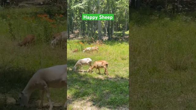 Happy sheep on new pasture смотреть онлайн