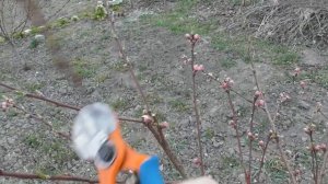 Обрезка 2-летнего персика. Формировка кроны чашей