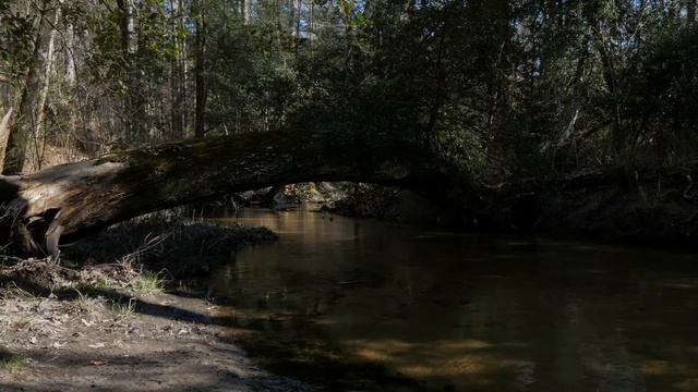 Муравей [песня на стих Андрея Вознесенского] смотреть онлайн