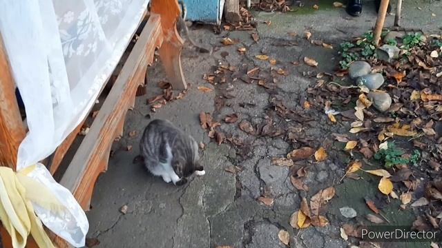 VIOG: На праздничные дни в станицу смотреть онлайн