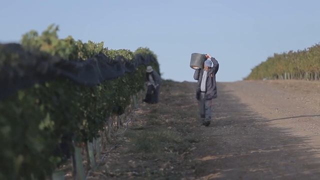 DELTA TV - ВКУС ЖИЗНИ – ресторан ВИНОГРАД