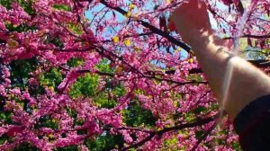 Ботсад. Церцис канадский